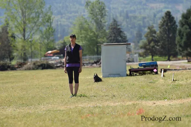 April 20, 2015 RVSC Schutzhund Trial on April 20, 2015 — a working dog moving through a formal field routine — photo 103