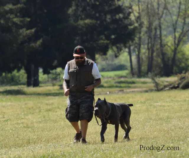 April 20, 2015 RVSC Schutzhund Trial on April 20, 2015 — a dog holding position while the handler completes a trial exercise — photo 105