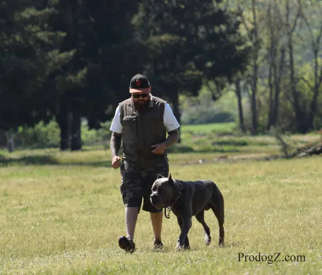 April 20, 2015 RVSC Schutzhund Trial on April 20, 2015 — a working dog and handler performing a Schutzhund trial exercise — photo 106