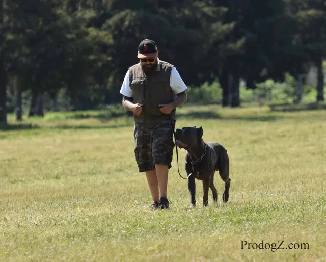 April 20, 2015 RVSC Schutzhund Trial on April 20, 2015 — obedience position and handler control on the trial field — photo 107