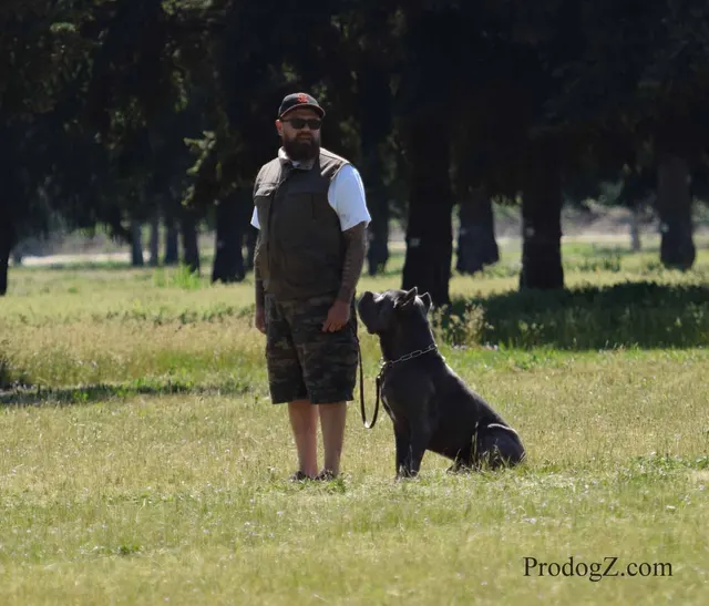 April 20, 2015 RVSC Schutzhund Trial on April 20, 2015 — a working dog moving through a formal field routine — photo 108