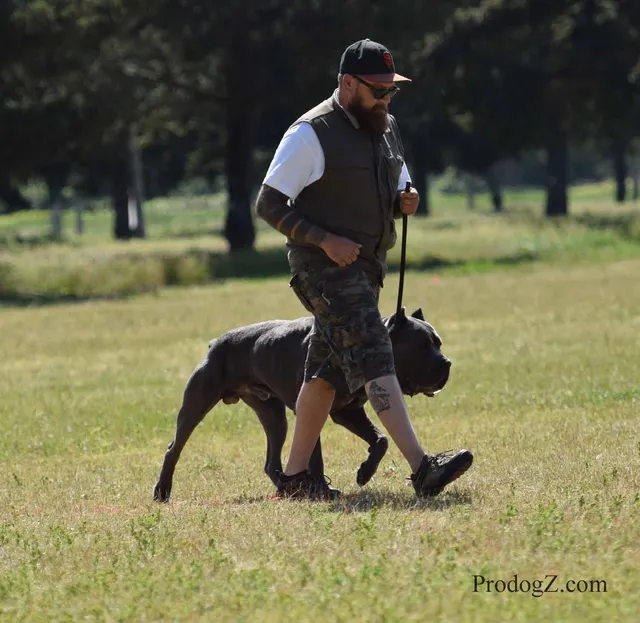 April 20, 2015 RVSC Schutzhund Trial on April 20, 2015 — handler-and-dog teamwork during the obedience portion of the trial — photo 109