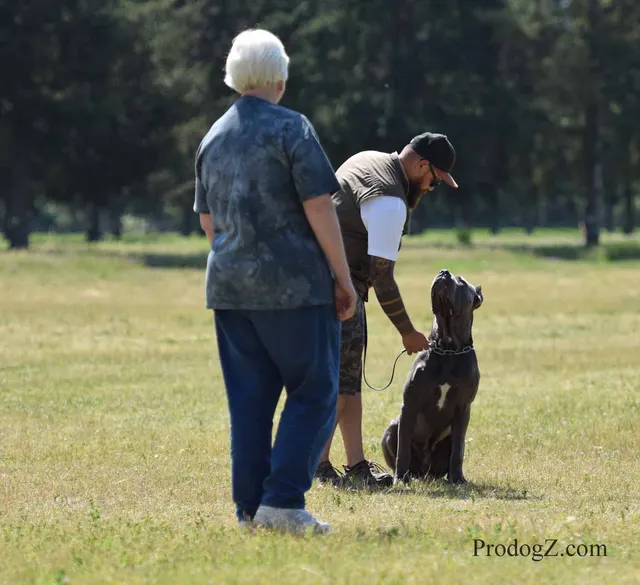 April 20, 2015 RVSC Schutzhund Trial on April 20, 2015 — a dog holding position while the handler completes a trial exercise — photo 110