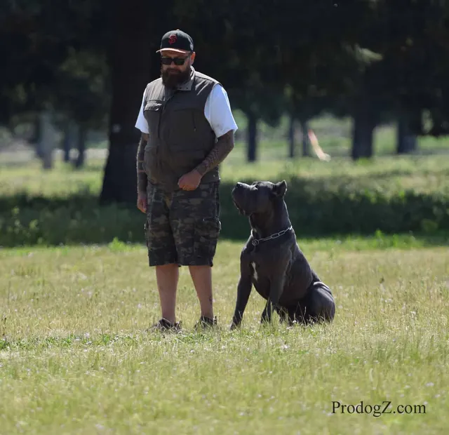 April 20, 2015 RVSC Schutzhund Trial on April 20, 2015 — a working dog moving through a formal field routine — photo 113