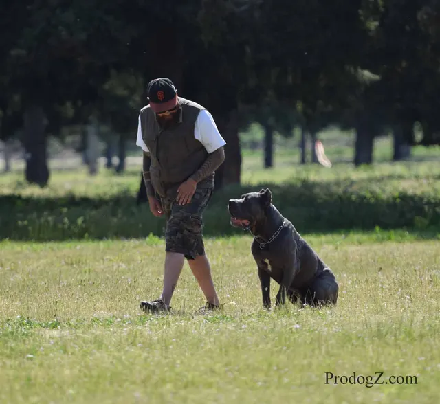 April 20, 2015 RVSC Schutzhund Trial on April 20, 2015 — handler-and-dog teamwork during the obedience portion of the trial — photo 114