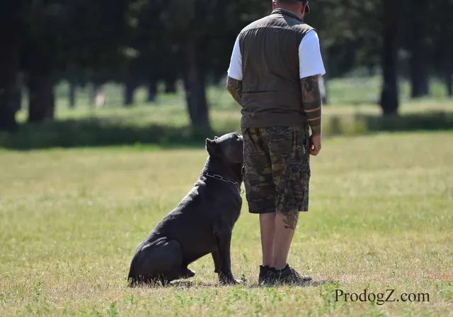 April 20, 2015 RVSC Schutzhund Trial on April 20, 2015 — a dog holding position while the handler completes a trial exercise — photo 115