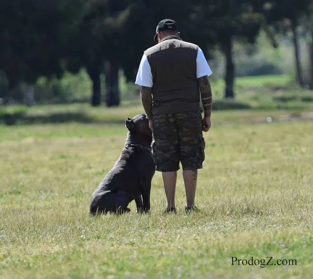 April 20, 2015 RVSC Schutzhund Trial on April 20, 2015 — obedience position and handler control on the trial field — photo 117