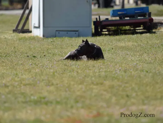 April 20, 2015 RVSC Schutzhund Trial on April 20, 2015 — a working dog moving through a formal field routine — photo 118
