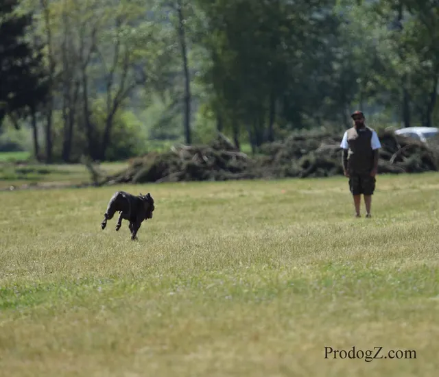 April 20, 2015 RVSC Schutzhund Trial on April 20, 2015 — handler-and-dog teamwork during the obedience portion of the trial — photo 119
