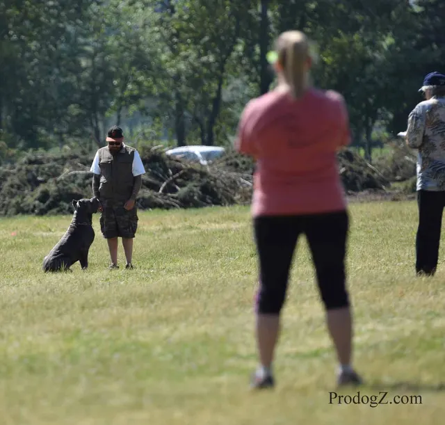 April 20, 2015 RVSC Schutzhund Trial on April 20, 2015 — a dog holding position while the handler completes a trial exercise — photo 120