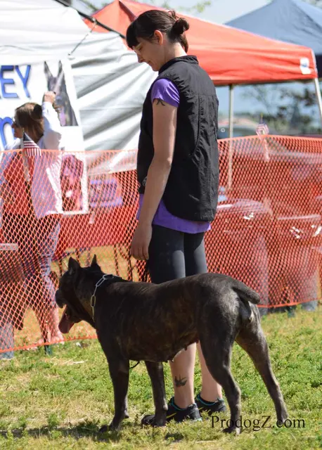 April 20, 2015 RVSC Schutzhund Trial on April 20, 2015 — obedience position and handler control on the trial field — photo 122