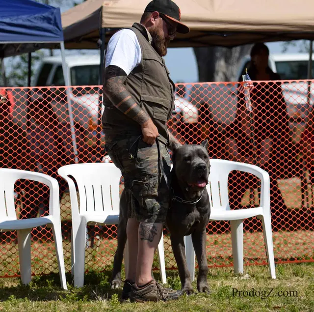 April 20, 2015 RVSC Schutzhund Trial on April 20, 2015 — a working dog moving through a formal field routine — photo 123