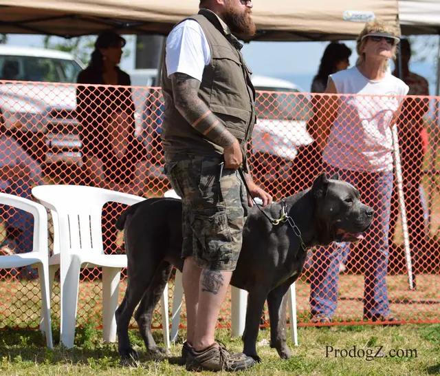 April 20, 2015 RVSC Schutzhund Trial on April 20, 2015 — handler-and-dog teamwork during the obedience portion of the trial — photo 124