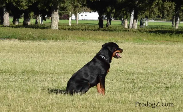 April 20, 2015 RVSC Schutzhund Trial on April 20, 2015 — handler control and attention during a formal trial routine — photo 127