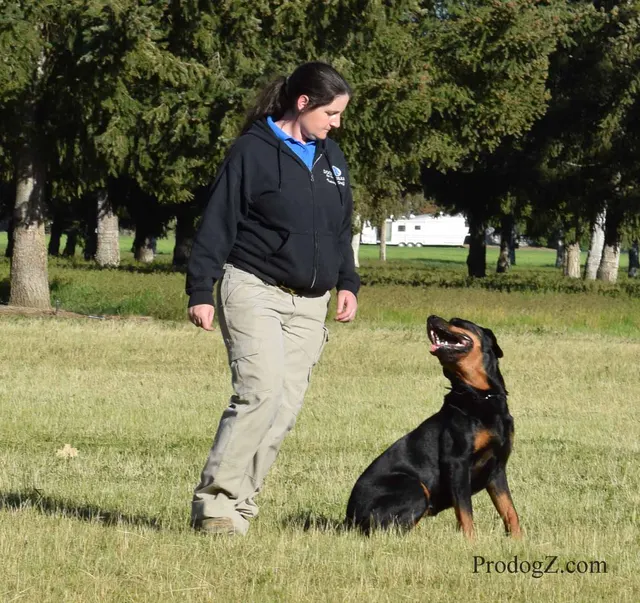 April 20, 2015 RVSC Schutzhund Trial on April 20, 2015 — a dog holding position on the trial field — photo 128