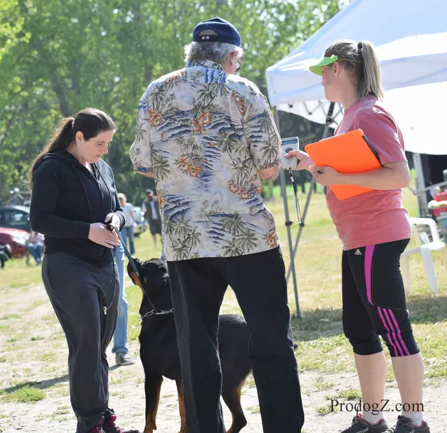 April 20, 2015 RVSC Schutzhund Trial on April 20, 2015 — a working dog and handler performing an obedience exercise — photo 131