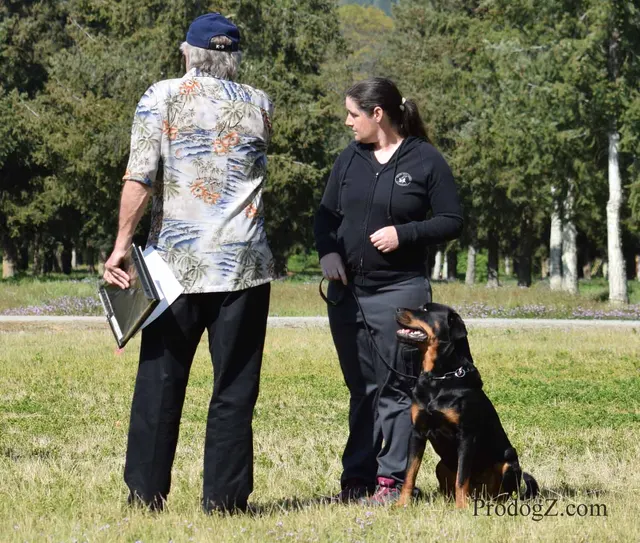 April 20, 2015 RVSC Schutzhund Trial on April 20, 2015 — a dog holding position on the trial field — photo 133