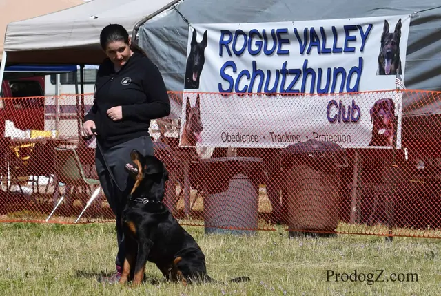 April 20, 2015 RVSC Schutzhund Trial on April 20, 2015 — a handler and working dog between scored exercises — photo 135