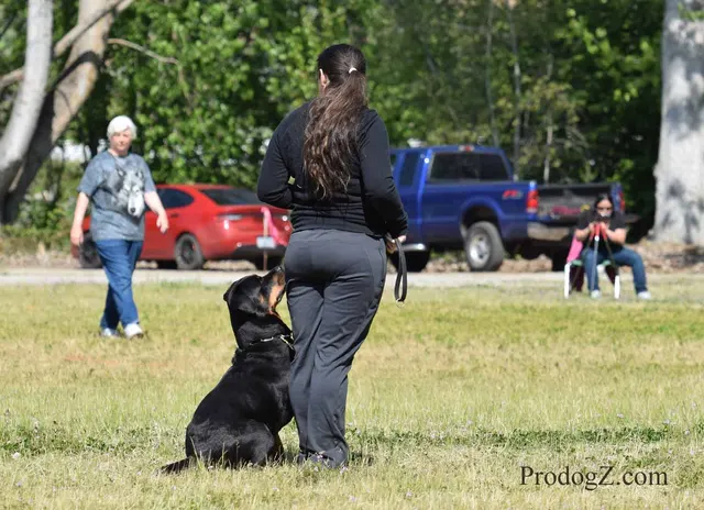 April 20, 2015 RVSC Schutzhund Trial on April 20, 2015 — handler control and attention during a formal trial routine — photo 137