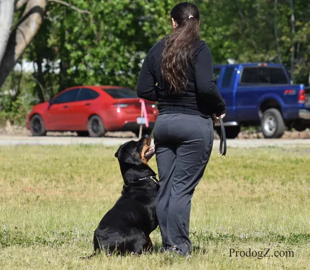 April 20, 2015 RVSC Schutzhund Trial on April 20, 2015 — a dog holding position on the trial field — photo 138