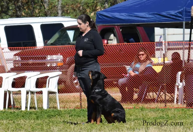 April 20, 2015 RVSC Schutzhund Trial on April 20, 2015 — a working dog and handler performing an obedience exercise — photo 141