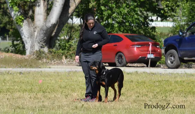 April 20, 2015 RVSC Schutzhund Trial on April 20, 2015 — handler control and attention during a formal trial routine — photo 142