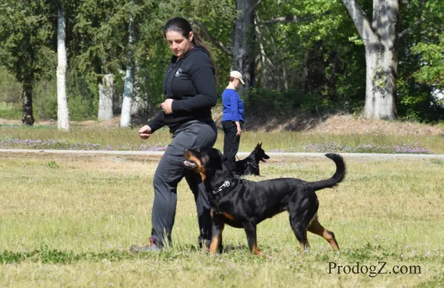 April 20, 2015 RVSC Schutzhund Trial on April 20, 2015 — a dog holding position on the trial field — photo 143
