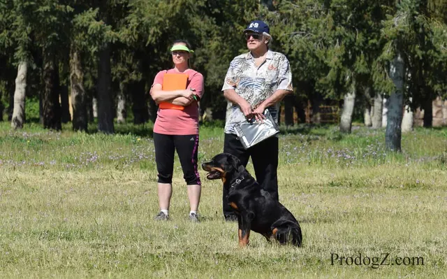 April 20, 2015 RVSC Schutzhund Trial on April 20, 2015 — trial officials observing a dog-and-handler team — photo 144