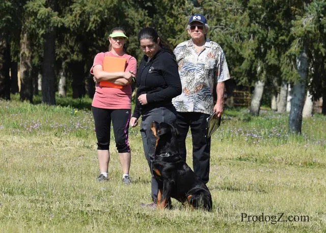 April 20, 2015 RVSC Schutzhund Trial on April 20, 2015 — a handler and working dog between scored exercises — photo 145