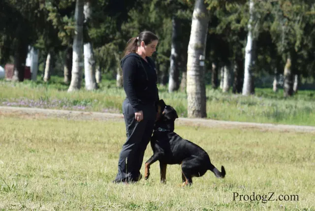 April 20, 2015 RVSC Schutzhund Trial on April 20, 2015 — a working dog and handler performing an obedience exercise — photo 146