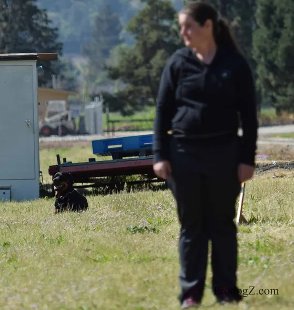 April 20, 2015 RVSC Schutzhund Trial on April 20, 2015 — a dog holding position on the trial field — photo 148