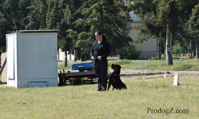 April 20, 2015 RVSC Schutzhund Trial on April 20, 2015 — a working dog and handler performing an obedience exercise — photo 151