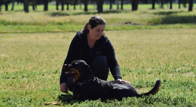 April 20, 2015 RVSC Schutzhund Trial on April 20, 2015 — a dog holding position on the trial field — photo 153