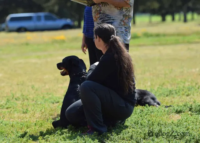 April 20, 2015 RVSC Schutzhund Trial on April 20, 2015 — a handler and working dog between scored exercises — photo 155