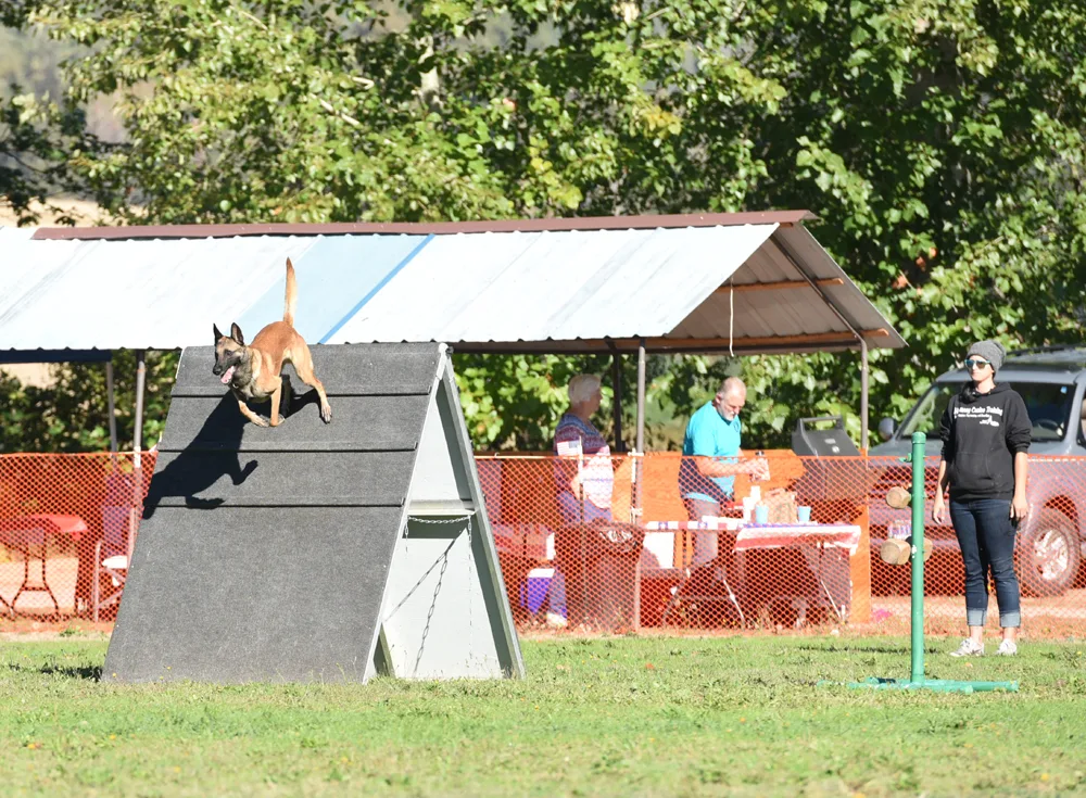 October 2016 Schutzhund Trial — a working dog clearing the scaling wall during the trial