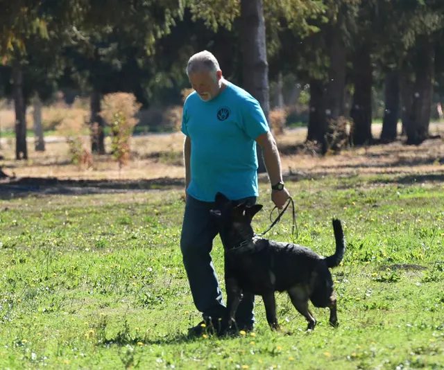 October 2016 Schutzhund Trial on October 8, 2016 — a black working dog heeling beside the handler — photo 15