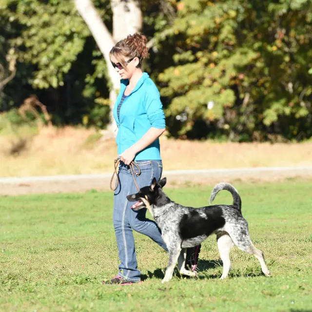 October 2016 Schutzhund Trial on October 8, 2016 — a dog-and-handler team practicing precise heelwork — photo 03