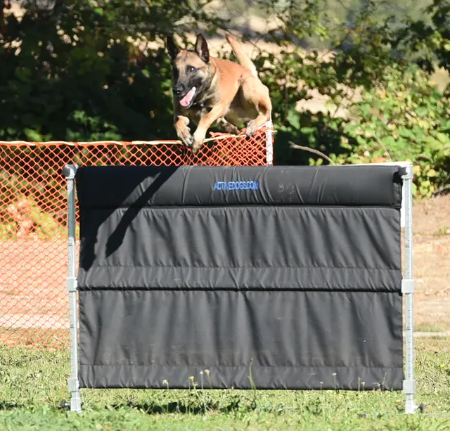 October 2016 Schutzhund Trial on October 8, 2016 — a working dog completing the scaling wall exercise — photo 08
