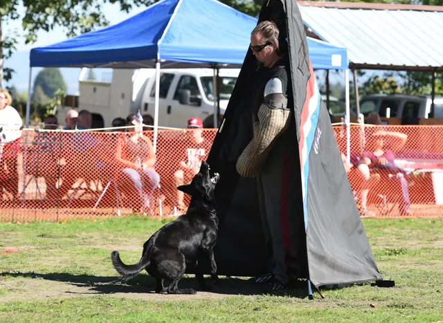 October 2016 Schutzhund Trial on October 8, 2016 — a working dog positioned near a trial blind — photo 13