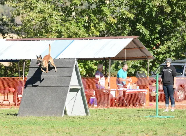 October 2016 Schutzhund Trial — a working dog clearing the scaling wall during the trial