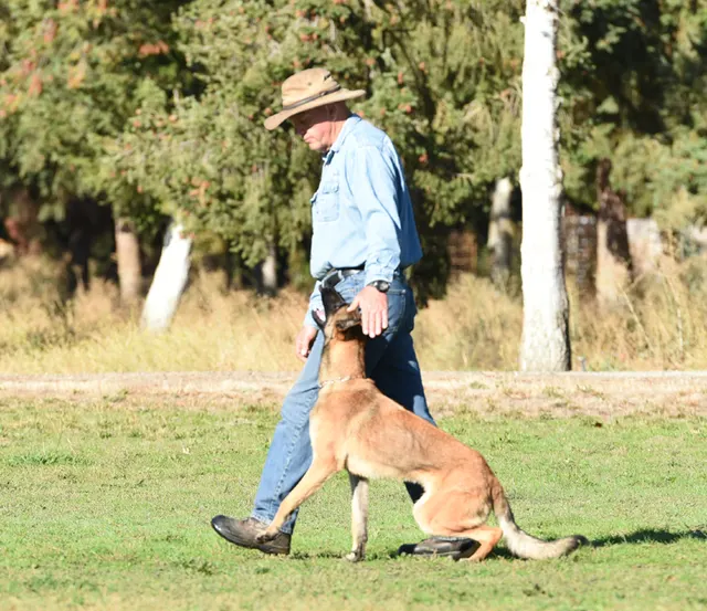 October 2016 Schutzhund Trial on October 8, 2016 — a working dog holding a sit beside the handler — photo 04