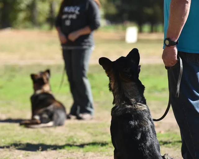 October 2016 Schutzhund Trial on October 8, 2016 — a working dog sitting with focused attention on the handler — photo 17