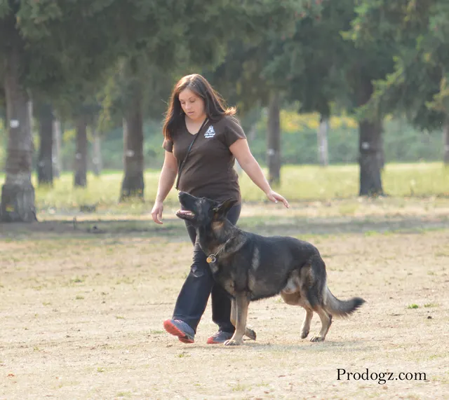 September 13, 2014 RVSC Schutzhund Trial — handlers, officials and spectators gathered around the trial field — photo 09