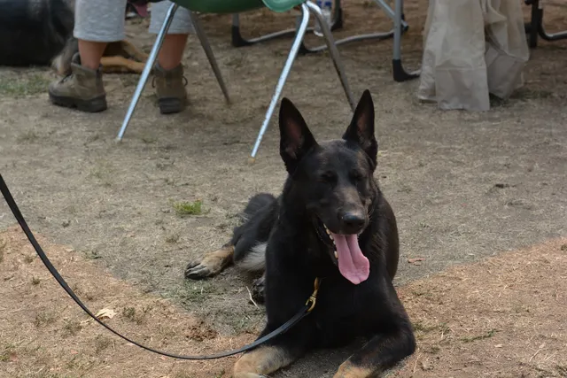 September 13, 2014 RVSC Schutzhund Trial — handlers, officials and spectators gathered around the trial field — photo 14