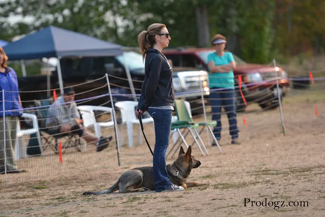 September 13, 2014 RVSC Schutzhund Trial — a working dog completing a scored field exercise — photo 02