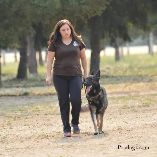 September 13, 2014 RVSC Schutzhund Trial — a working dog completing a scored field exercise — photo 07