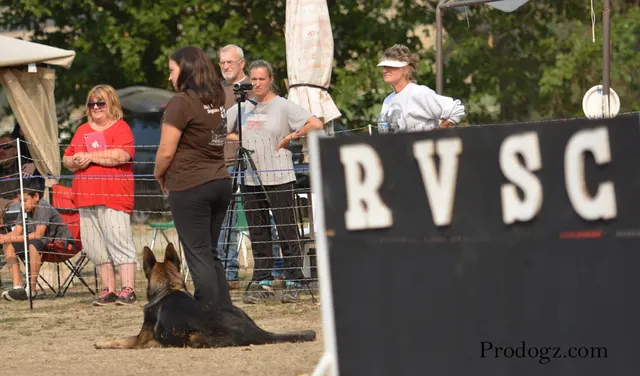 September 13, 2014 RVSC Schutzhund Trial — a working dog completing a scored field exercise — photo 12