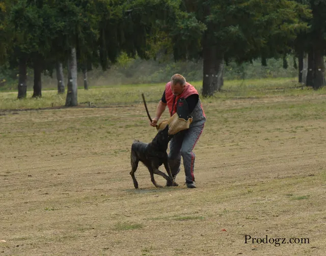 September 13, 2014 RVSC Schutzhund Trial — a working dog completing a scored field exercise — photo 22