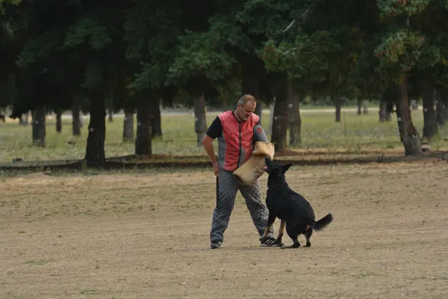 September 13, 2014 RVSC Schutzhund Trial — a working dog completing a scored field exercise — photo 27