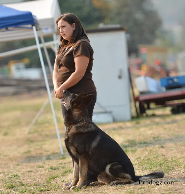 September 13, 2014 RVSC Schutzhund Trial — a dog-and-handler team performing a formal obedience exercise — photo 06